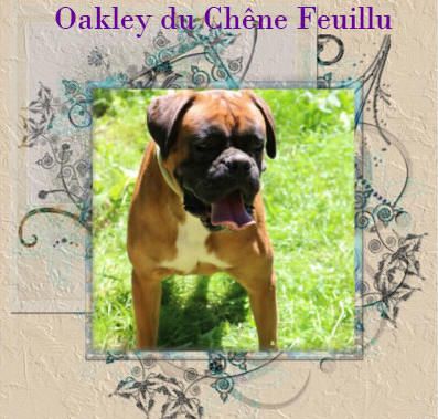 Oakley du Chêne Feuillu