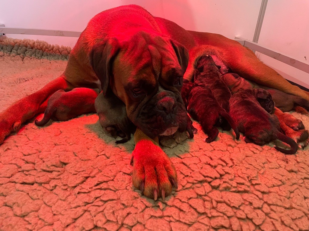 chiot Boxer du Chêne Feuillu