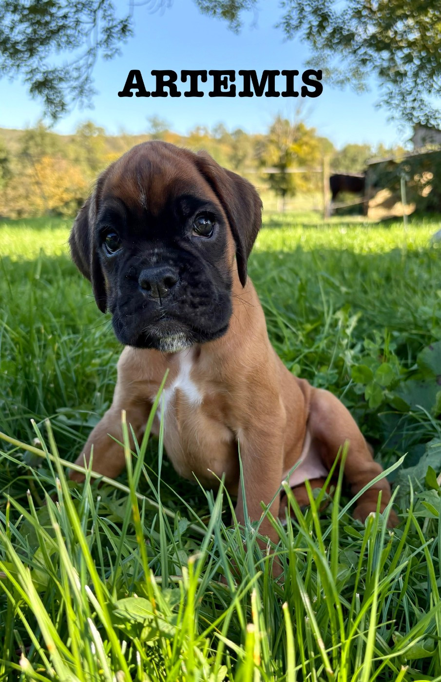 Artemis du Chêne Feuillu