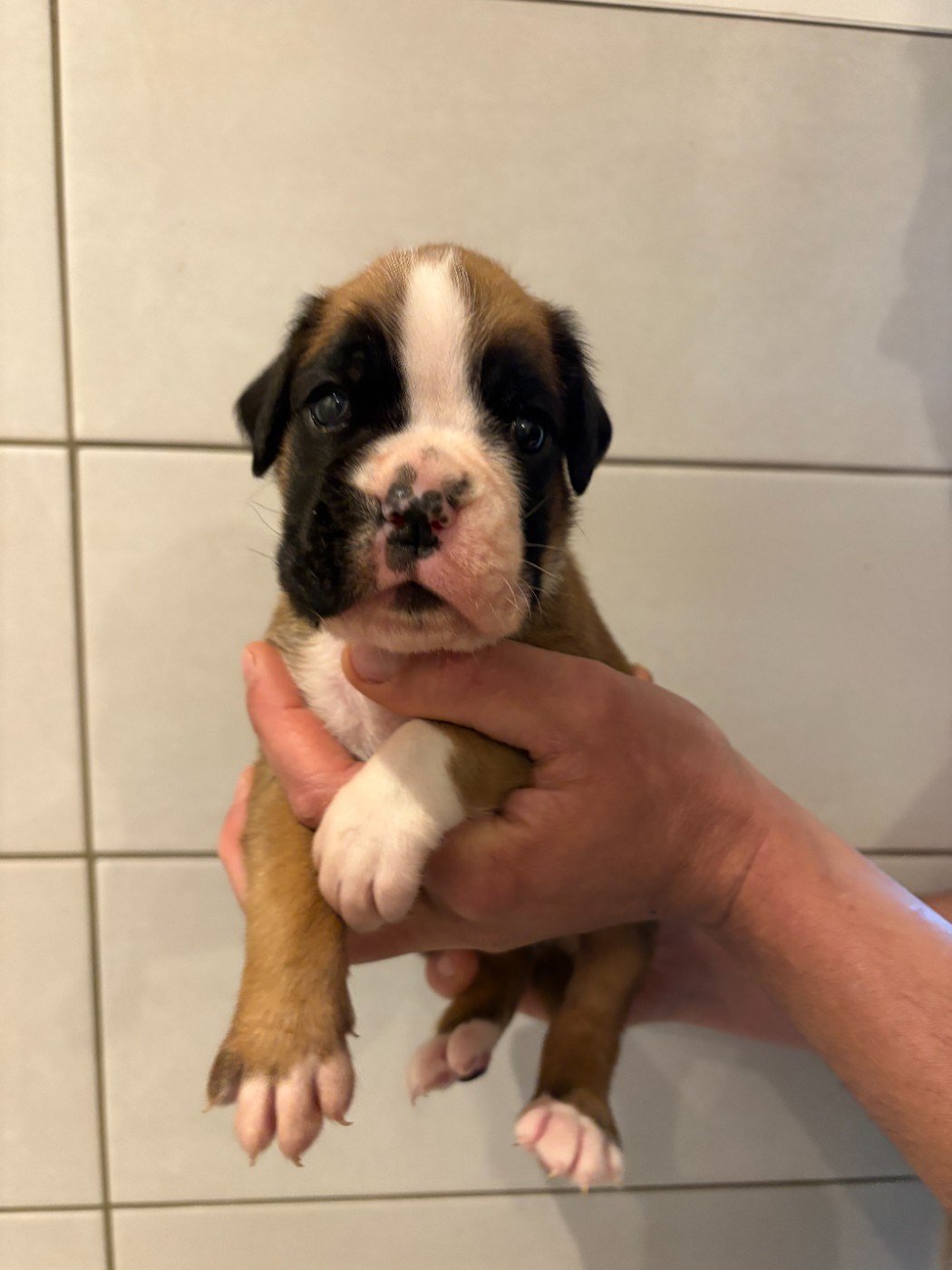 Bentley du Chêne Feuillu
