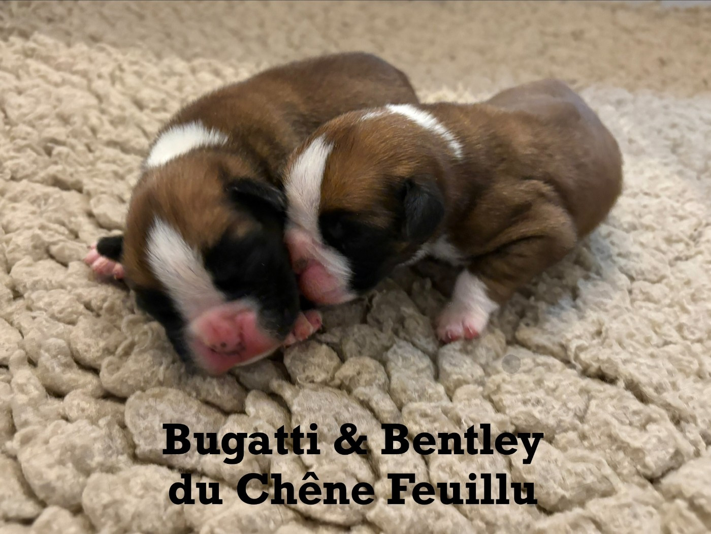Chiots Boxer