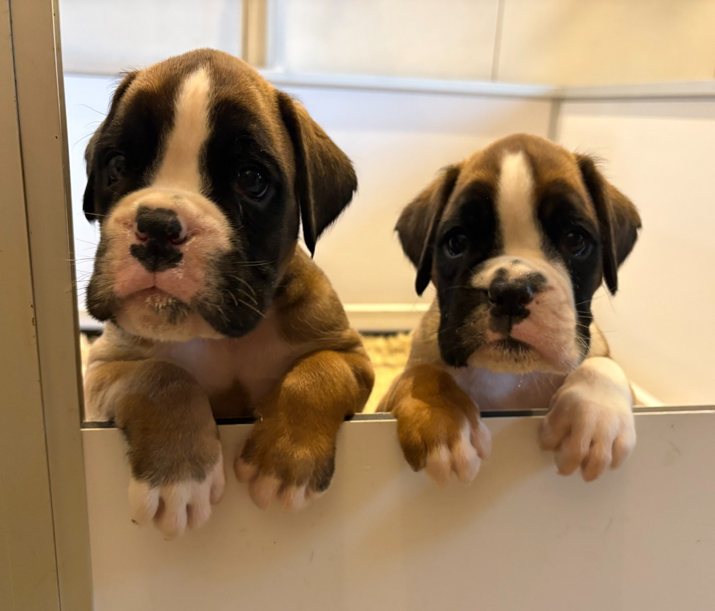 Chiots Boxer