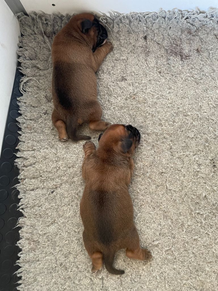 Chiots Boxer
