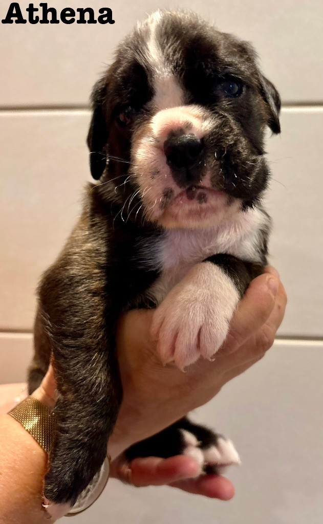 du Chêne Feuillu - Chiots disponibles - Boxer