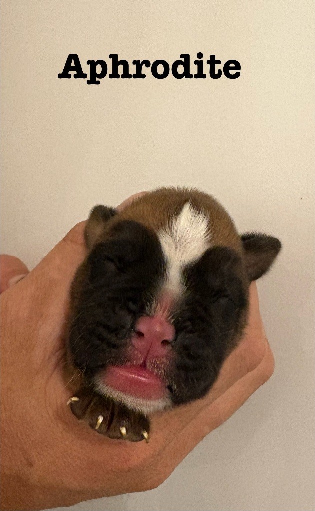 du Chêne Feuillu - Chiots disponibles - Boxer