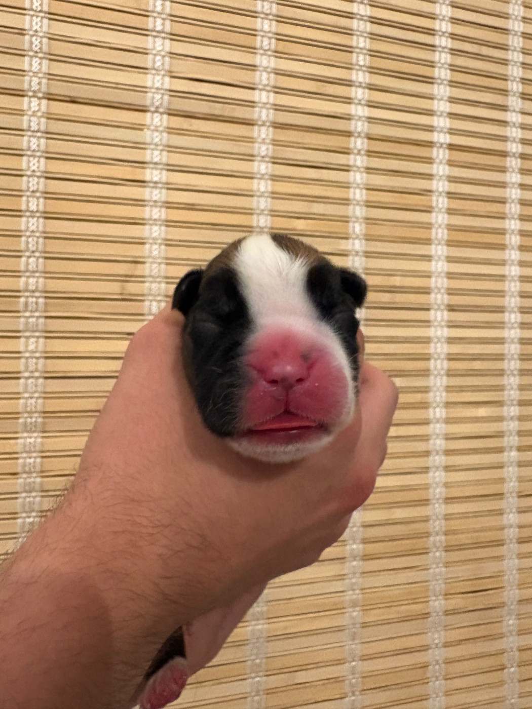 du Chêne Feuillu - Chiots disponibles - Boxer