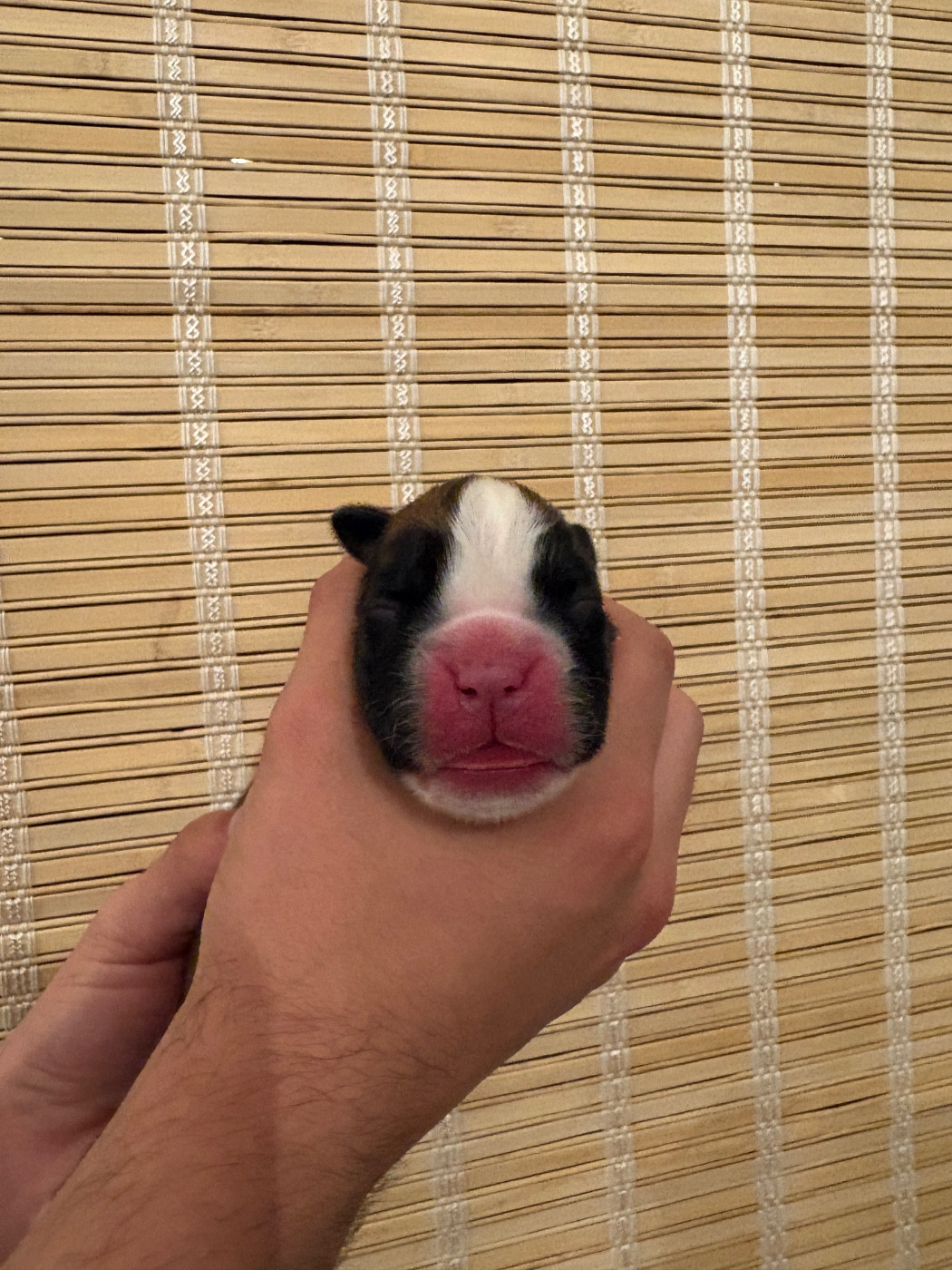 du Chêne Feuillu - Chiots disponibles - Boxer