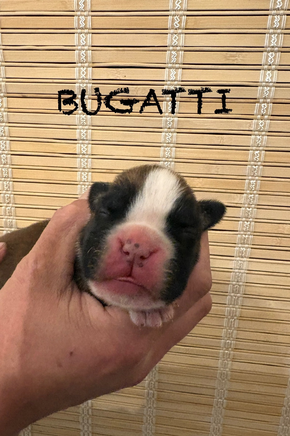 du Chêne Feuillu - Chiots disponibles - Boxer