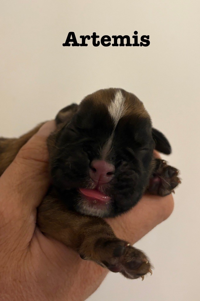 du Chêne Feuillu - Chiots disponibles - Boxer
