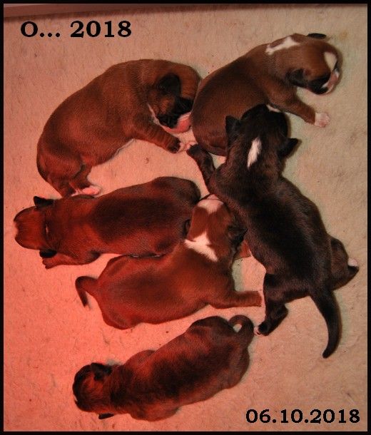 Chiot Boxer du Chêne Feuillu