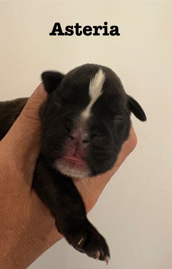du Chêne Feuillu - Chiots disponibles - Boxer