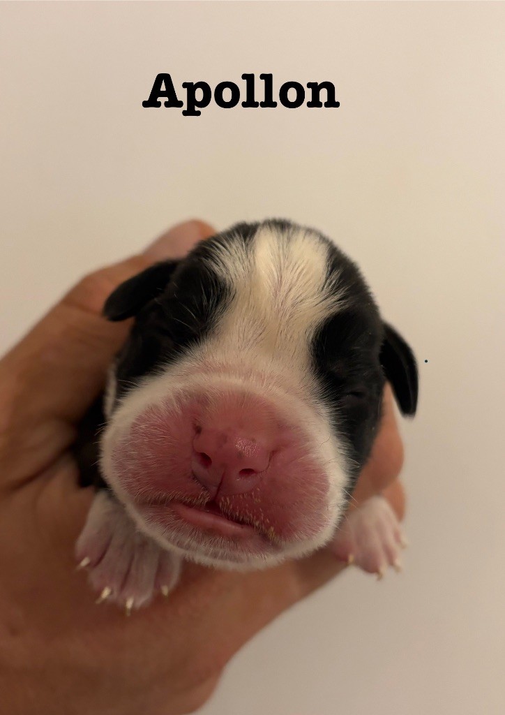 du Chêne Feuillu - Chiots disponibles - Boxer