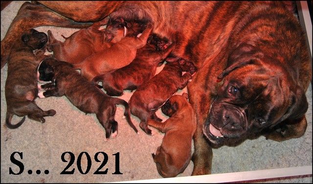 Chiot Boxer du Chêne Feuillu
