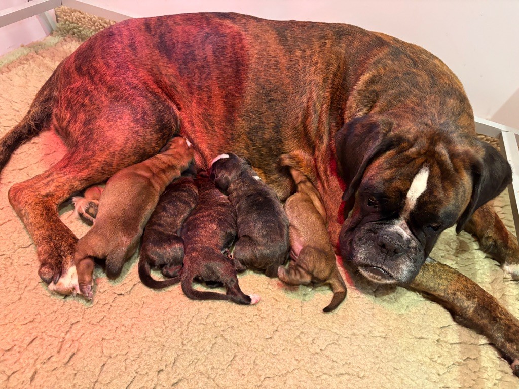 Chiot Boxer du Chêne Feuillu