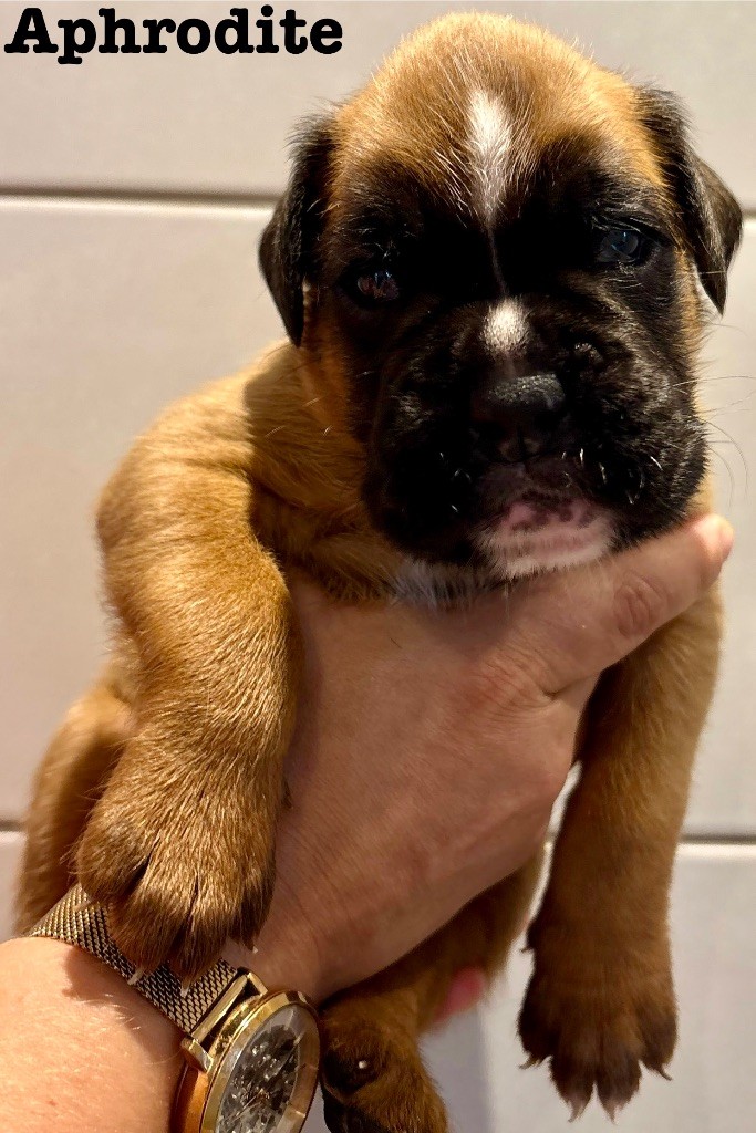 du Chêne Feuillu - Chiots disponibles - Boxer