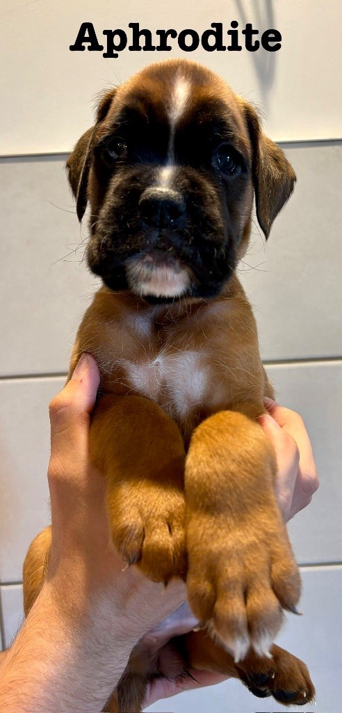 du Chêne Feuillu - Chiots disponibles - Boxer