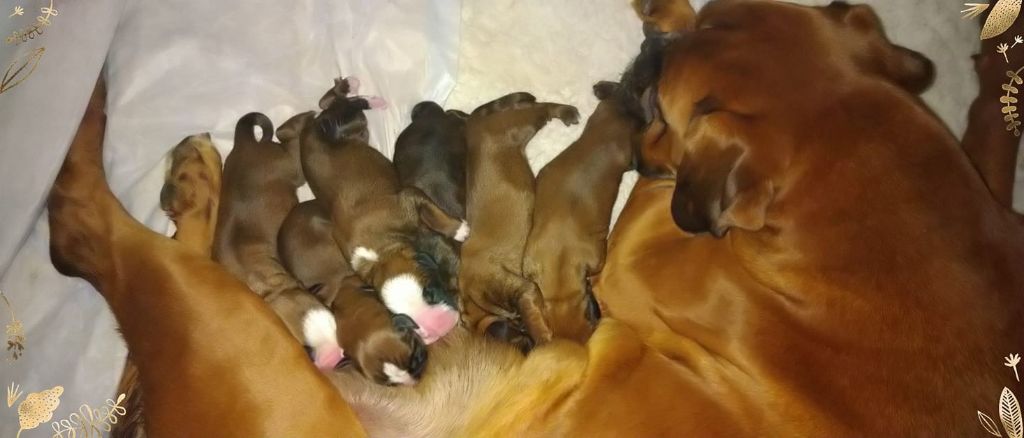 Chiot Boxer du Chêne Feuillu