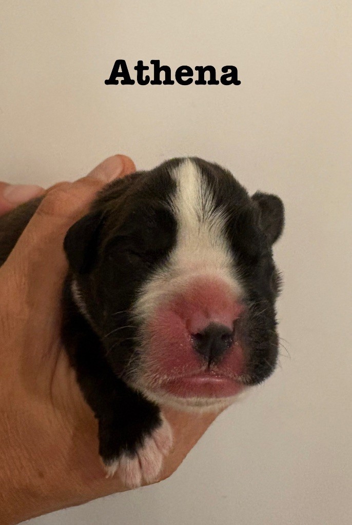 du Chêne Feuillu - Chiots disponibles - Boxer