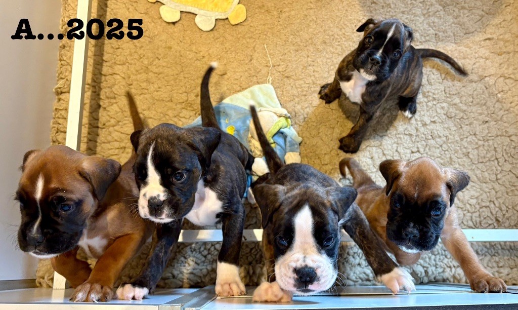 du Chêne Feuillu - Boxer - Portée née le 17/08/2025